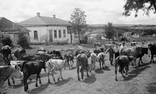 Khung cảnh các làng quê Ukraine thời Liên Xô thập niên 1950